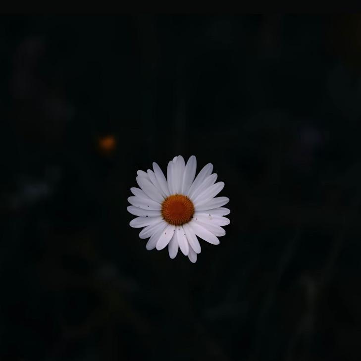 澤烯