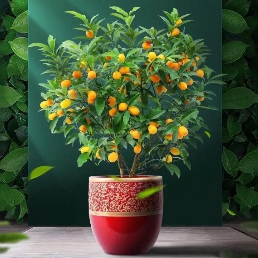 果雪辰妍果树苗木专卖店