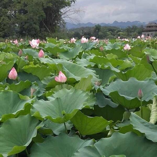 上海网约车直招