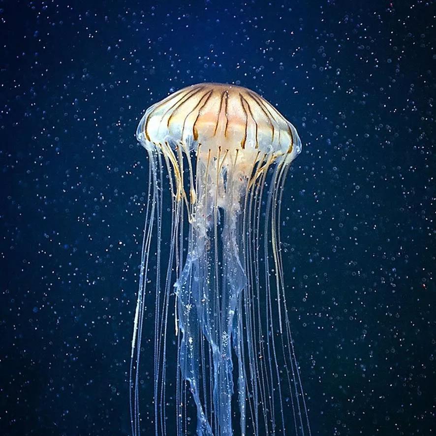 凝视那片海