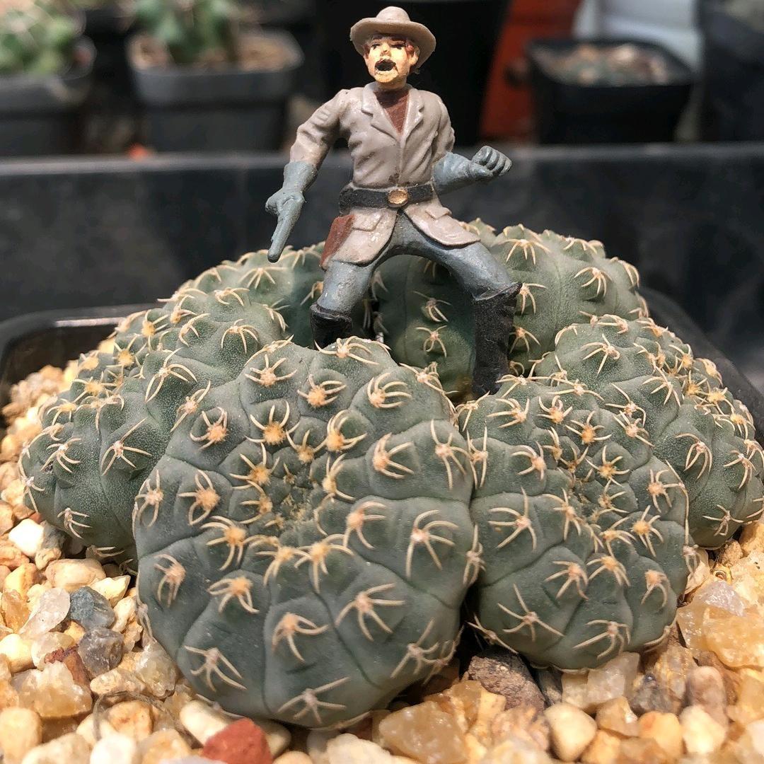头家园艺