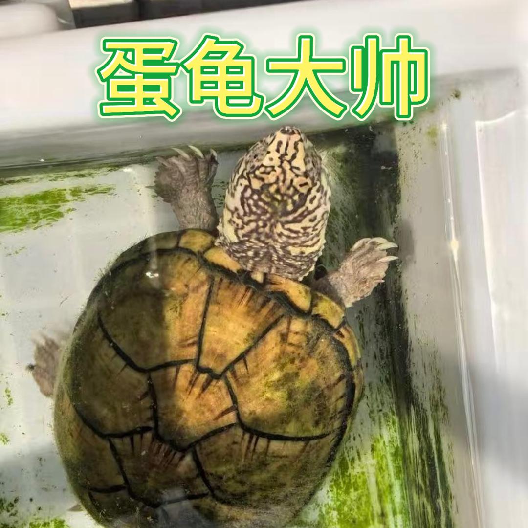 蛋龟大帅