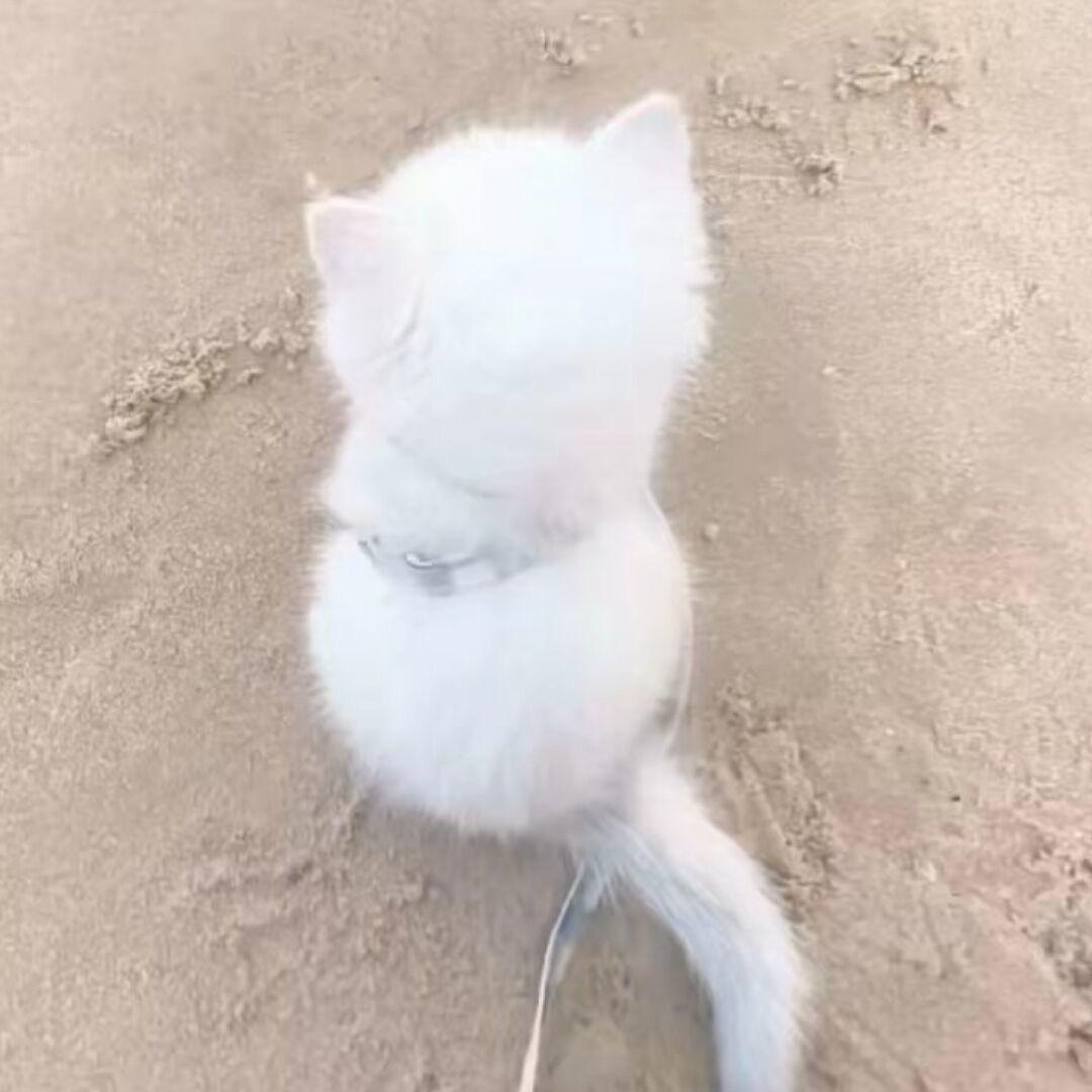 我家猫会后空翻