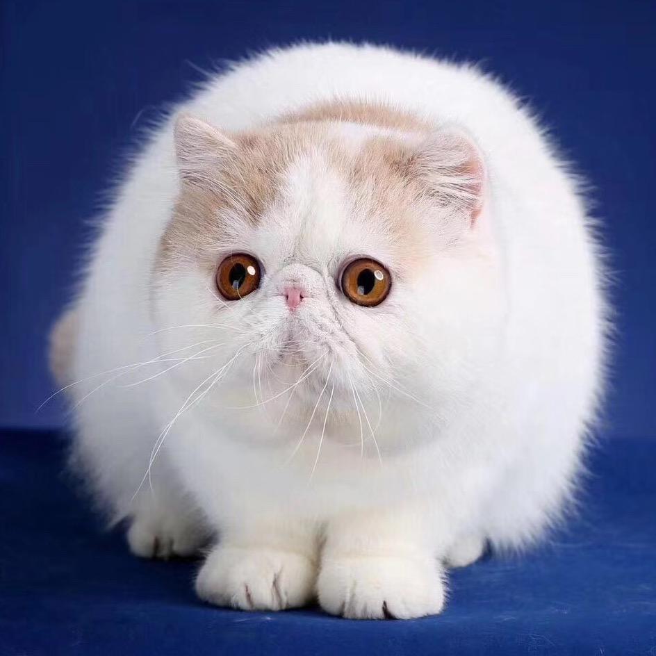 火焰加菲猫 大眼妹