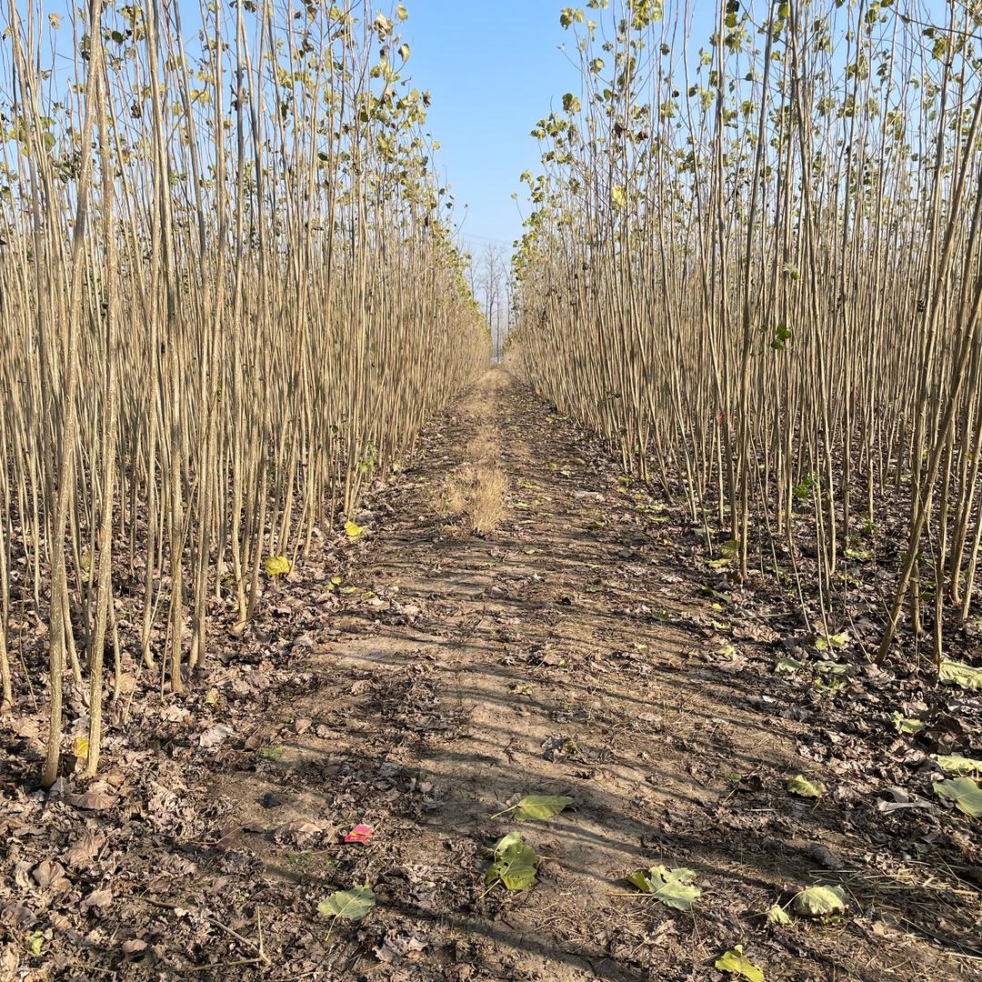 南林无絮杨树苗种植基地