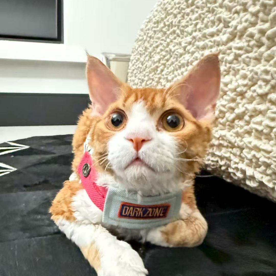 情怀猪
