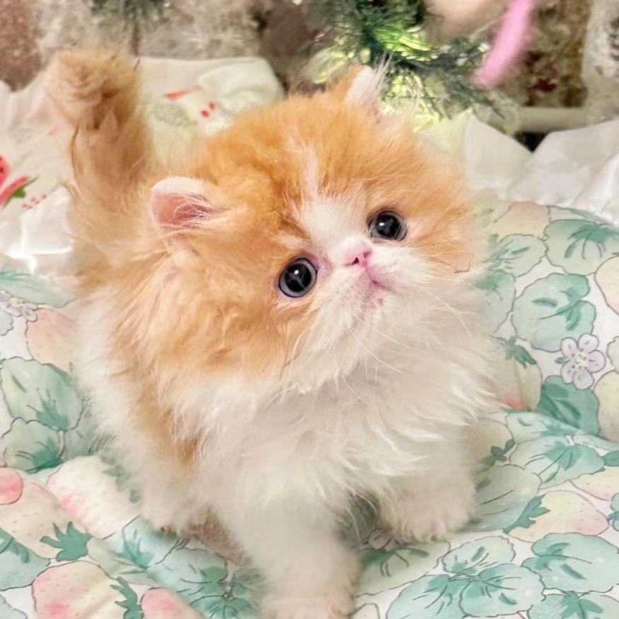 奈奈的波斯猫