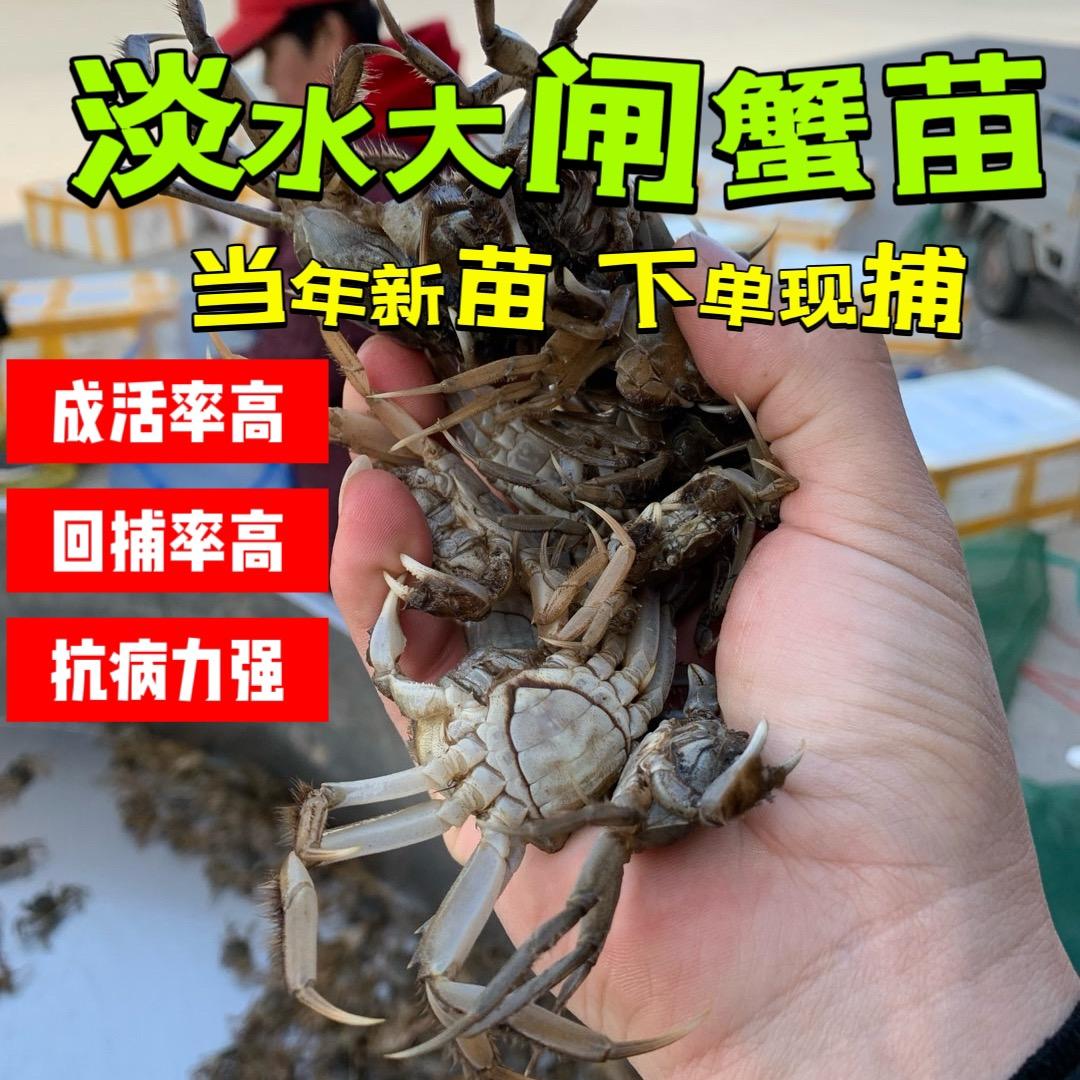 小民精品蟹苗