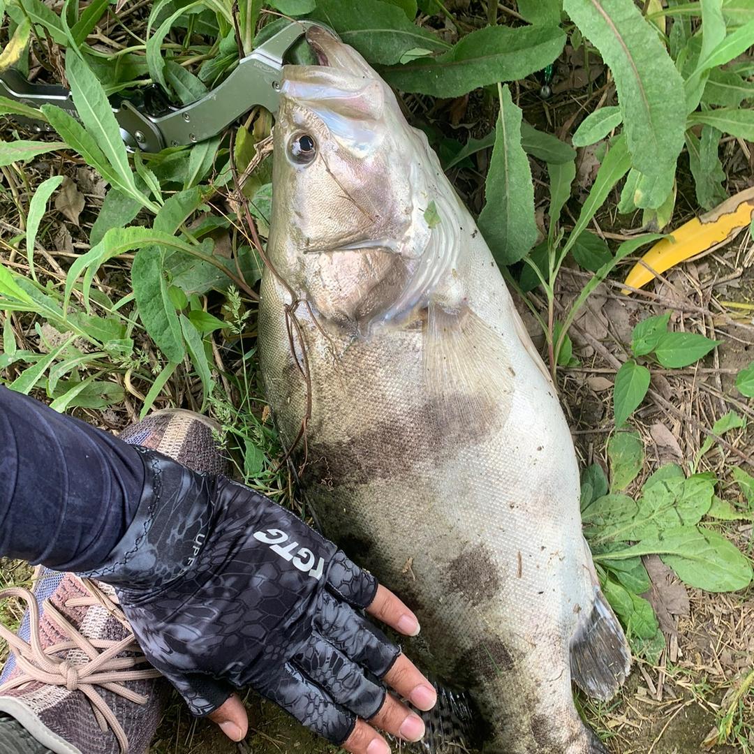 🎣MeiLing