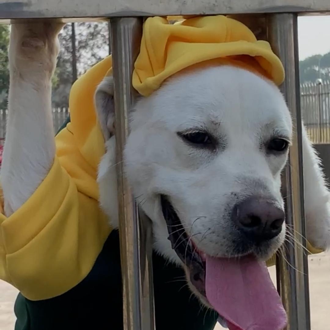 记录萌宠