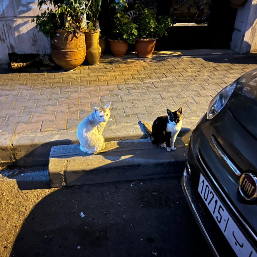 稚嫩的魔法师🧙‍♂️