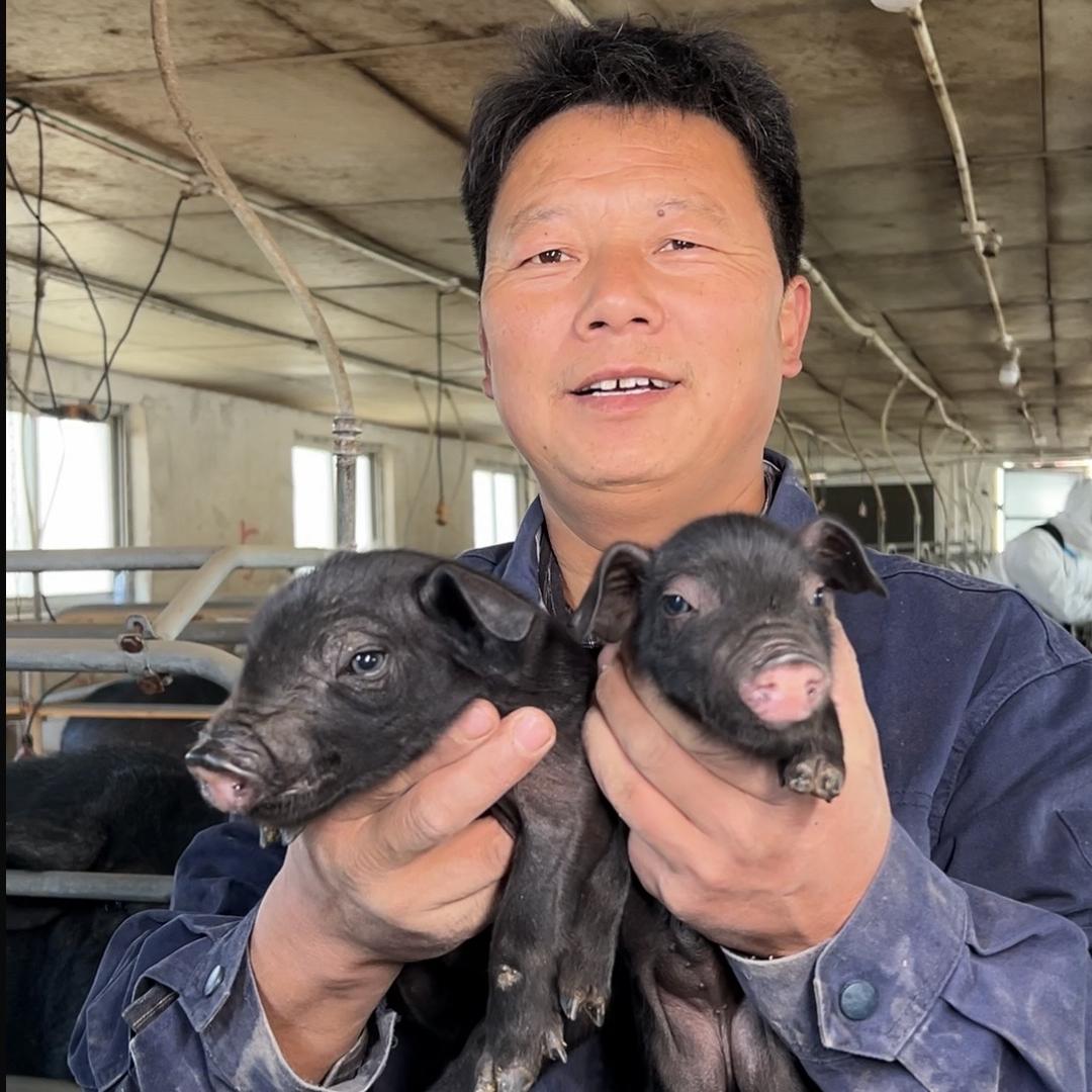 郑州散养黑土猪（强哥）