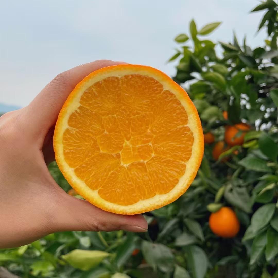 兔斯基果树苗木专营店