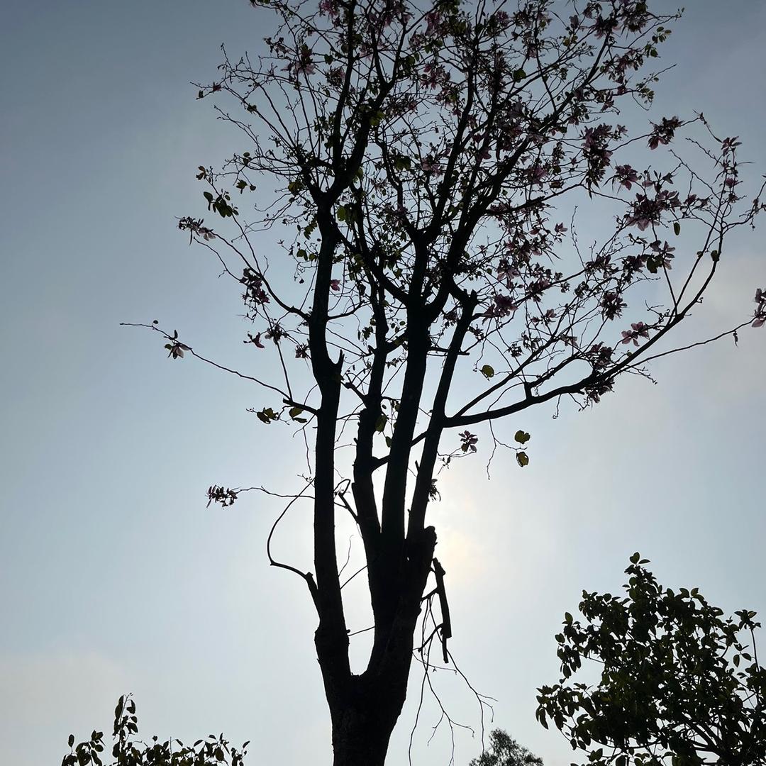 小李李