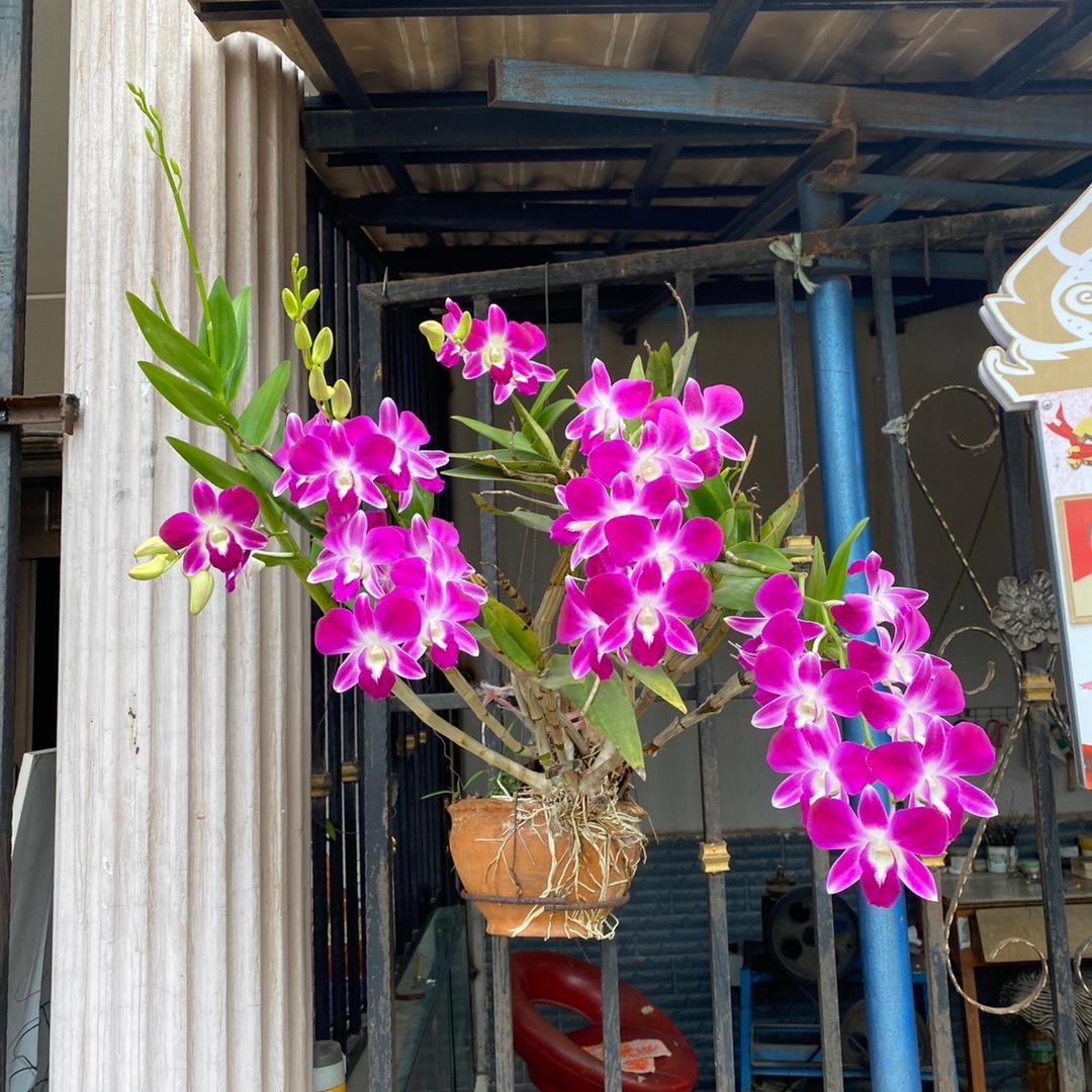 闻澜花卉