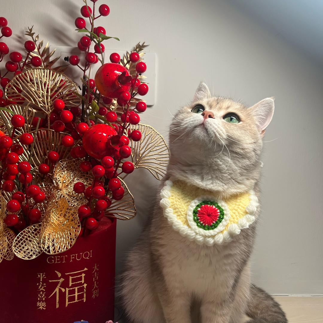 芝芝～喵