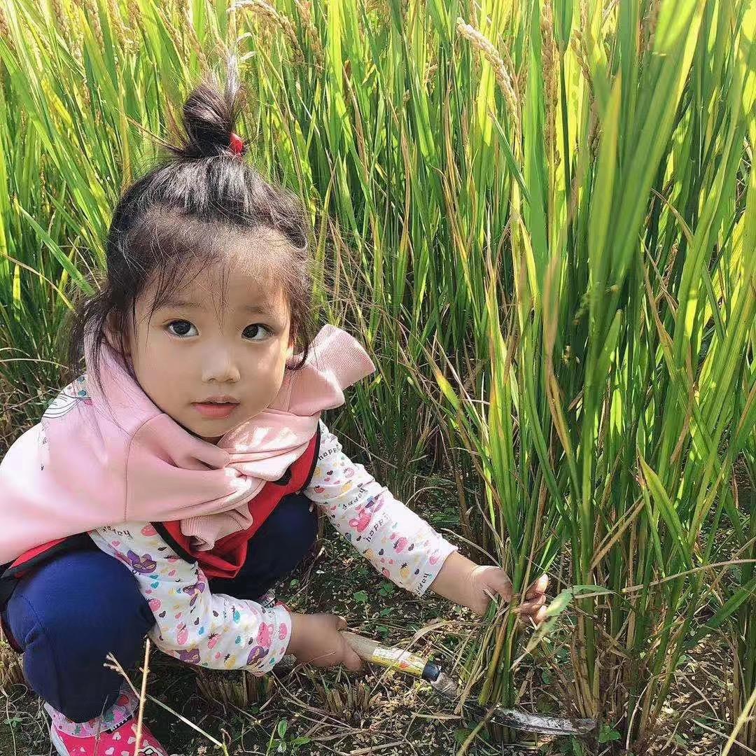 千岛湖野生鱼搬运工