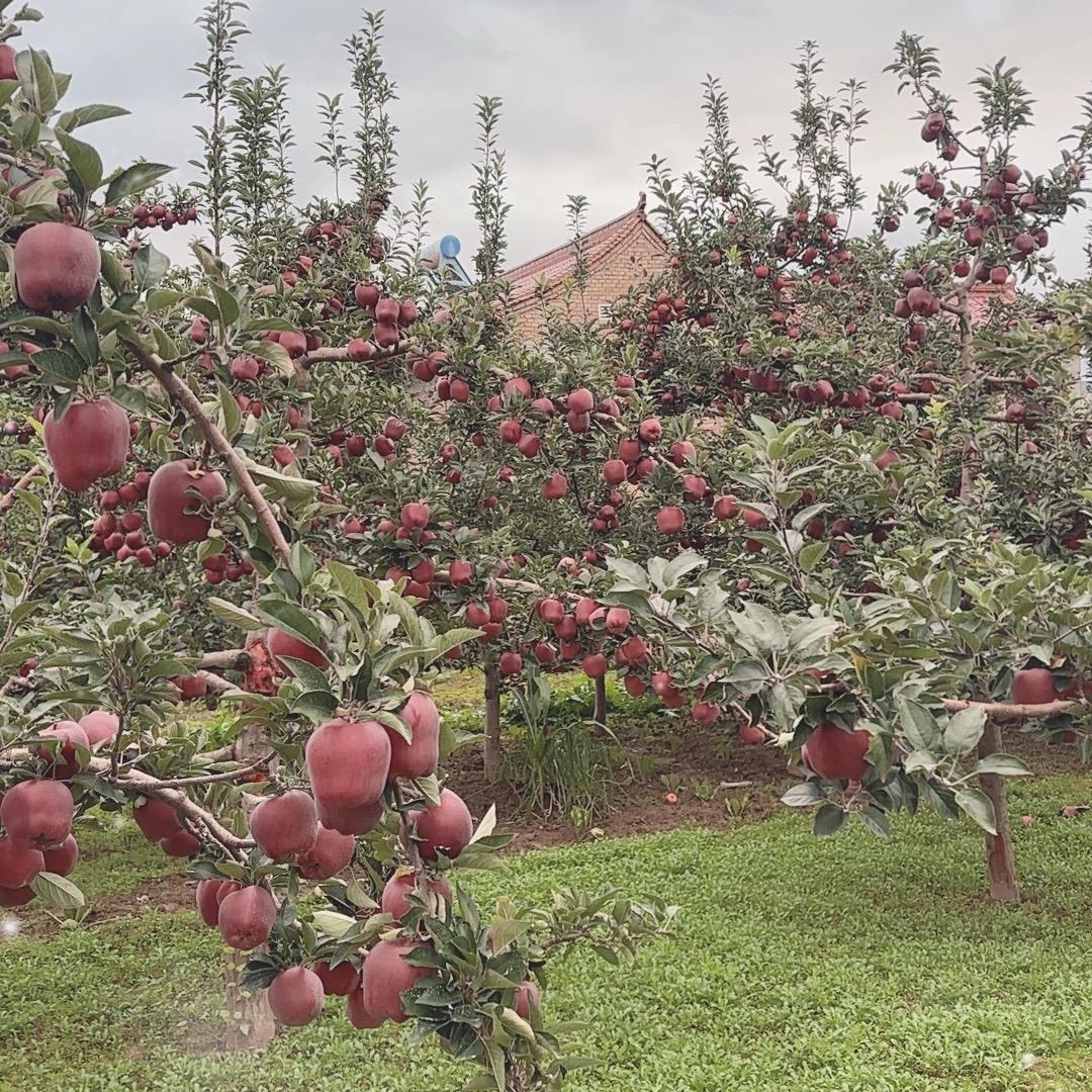 花牛🍎苹果（新鲜采摘）