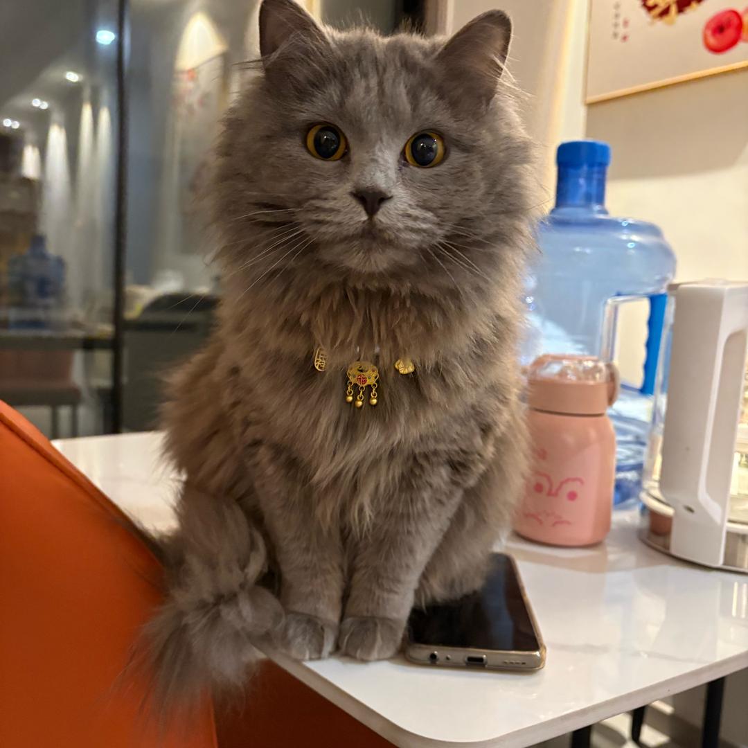 团团是只小猫咪🐱