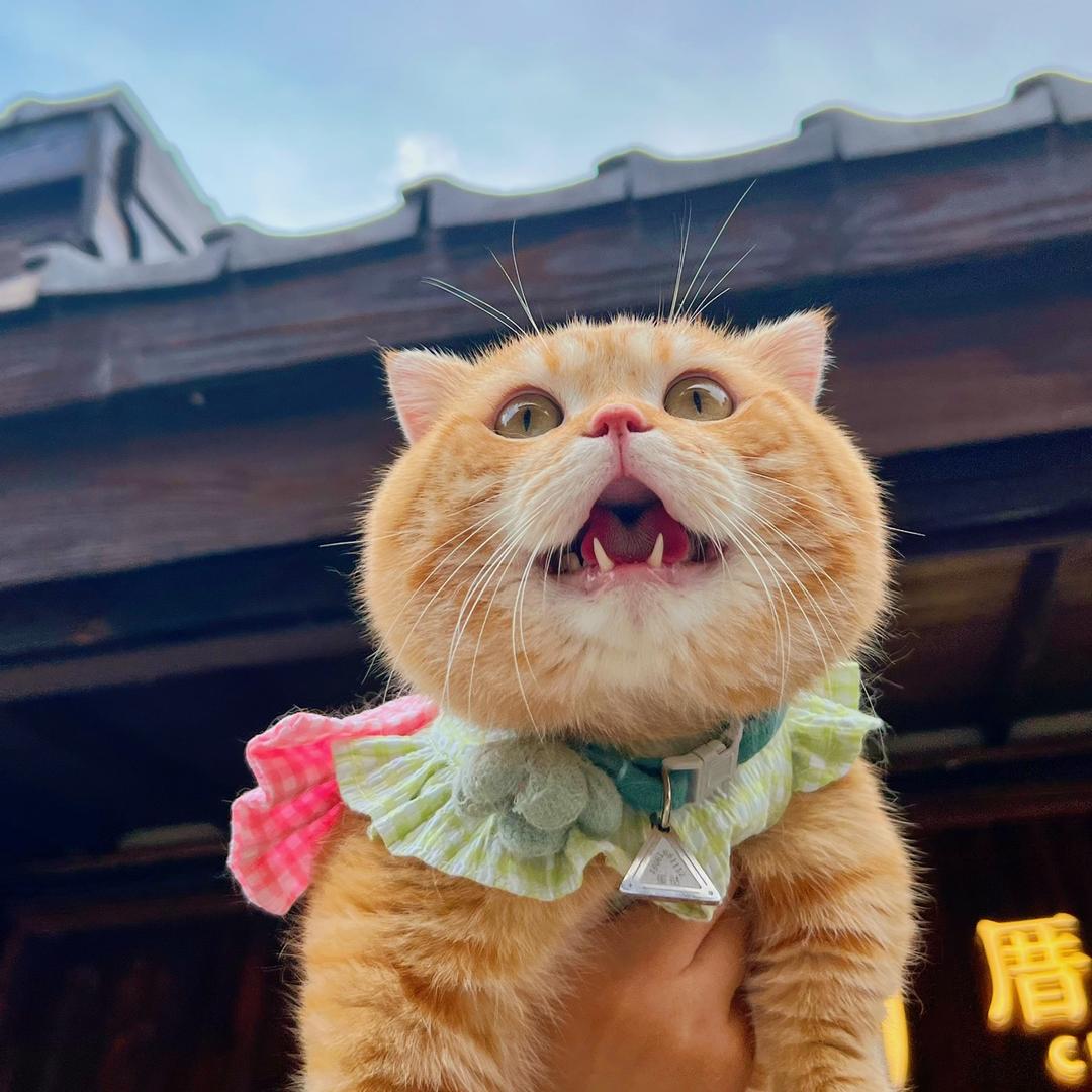 榴莲蛋挞棉花糖
