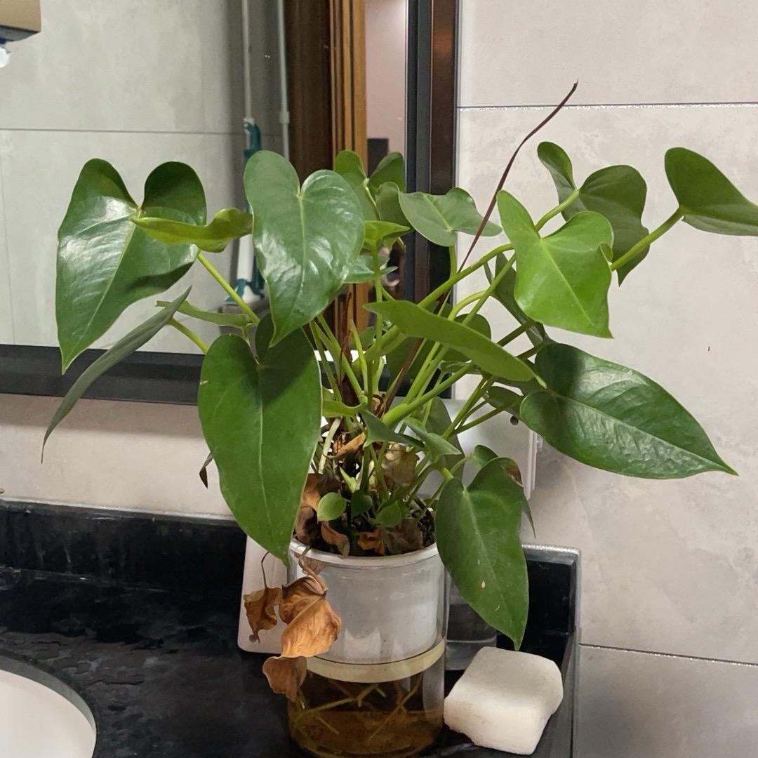 剧纪彩唐堂