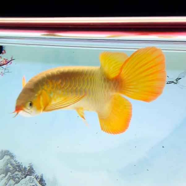 刀哥养鱼入坑记