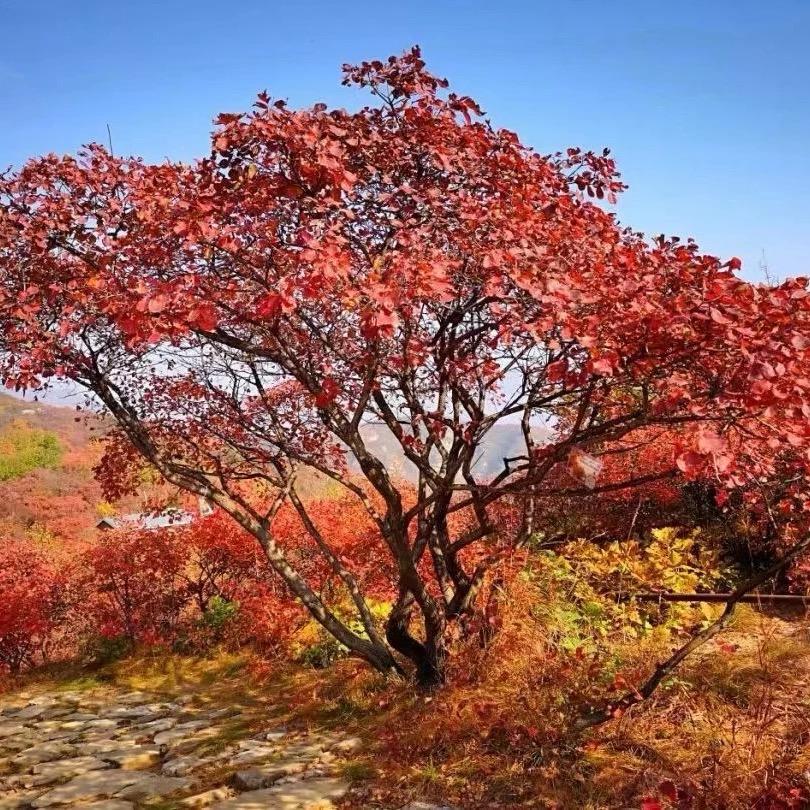 丽豪奇石盆景