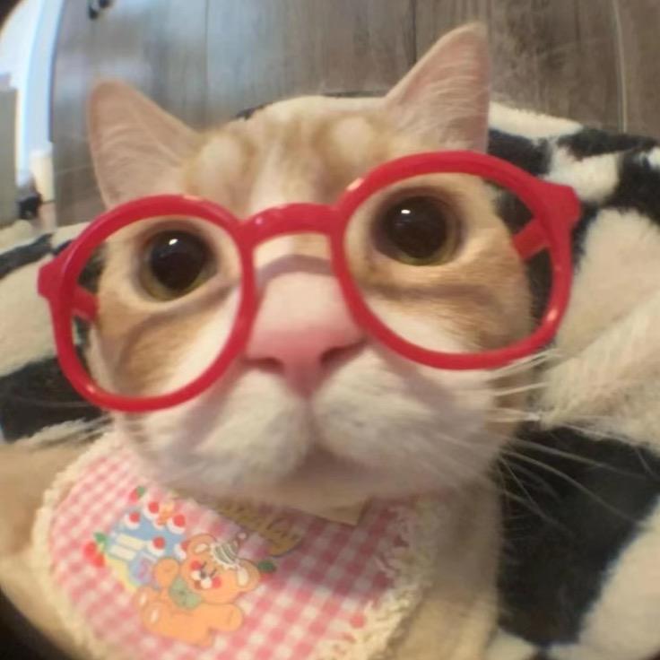 泡菜猫meme剧场