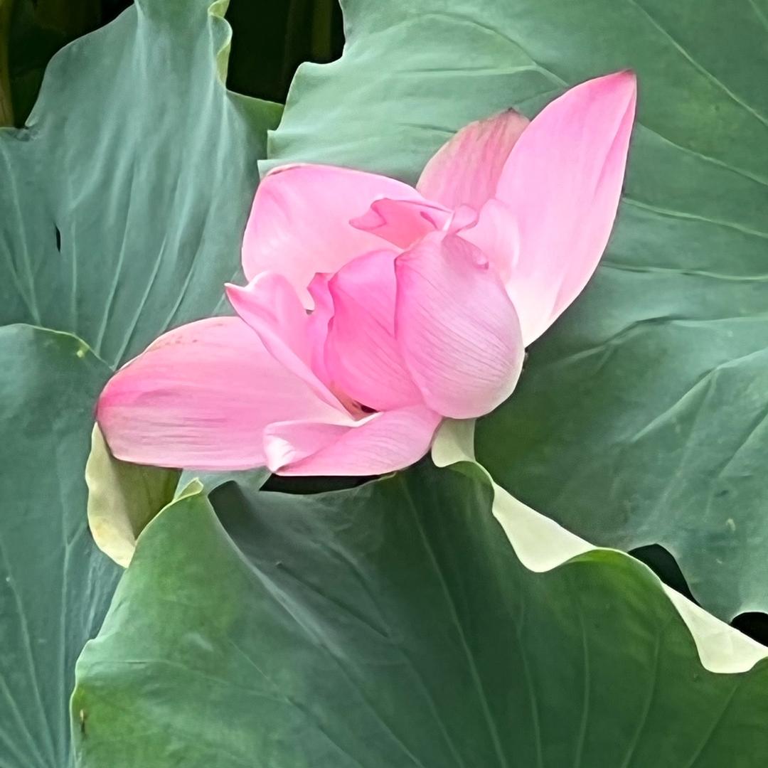 美梅姐