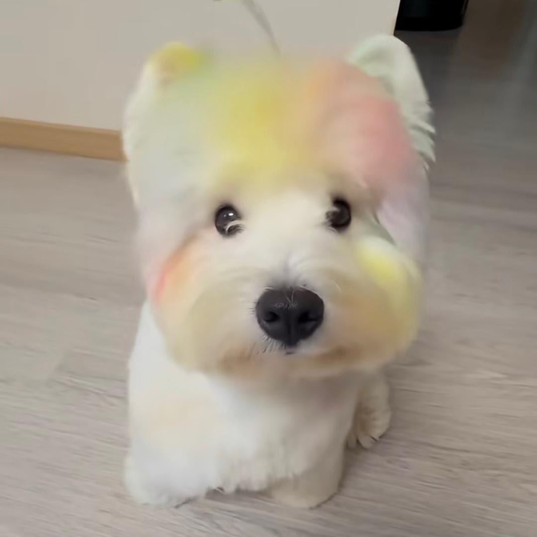 开心超人