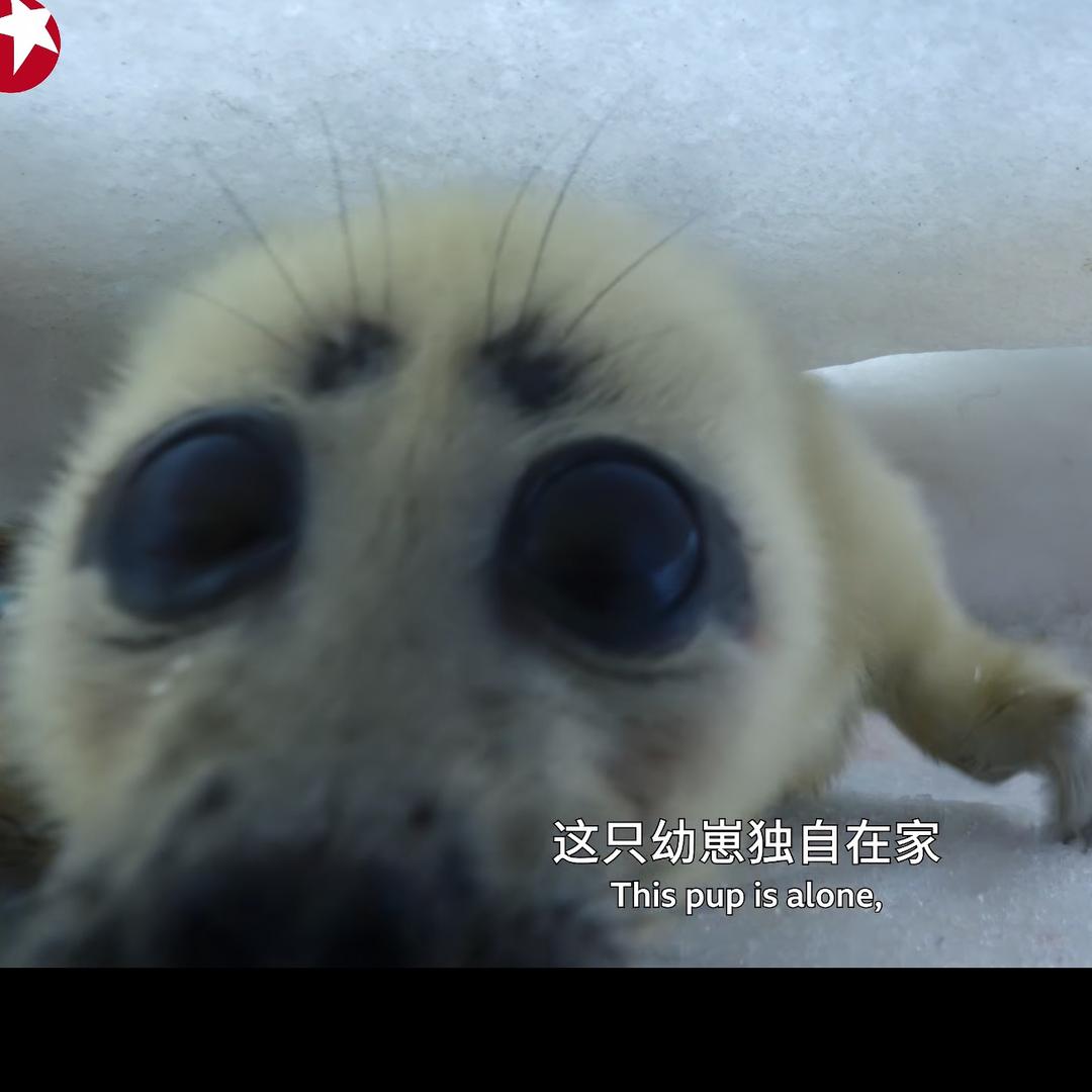 小盒子赛高