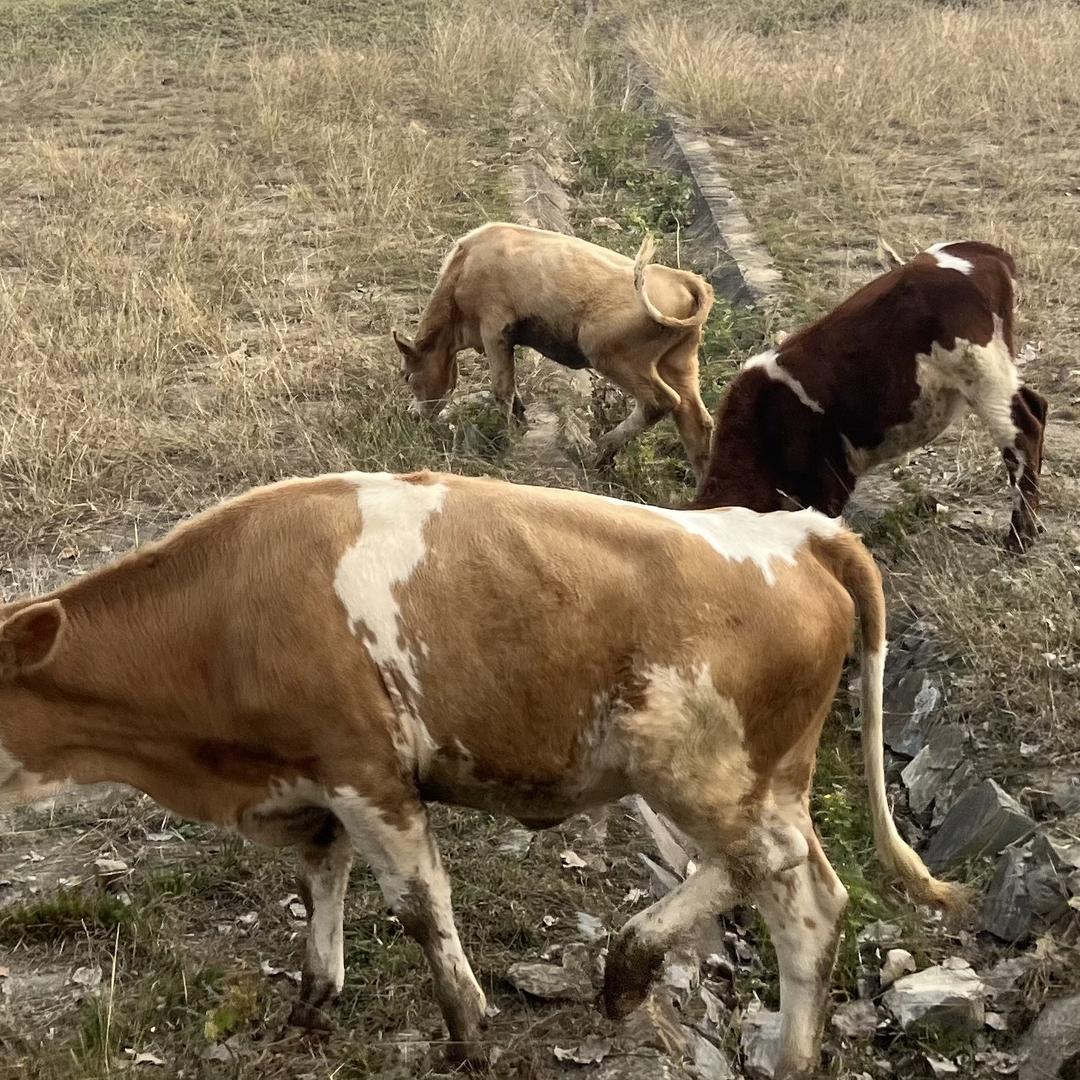 固始牛自鲜现宰黄牛肉-可发全国