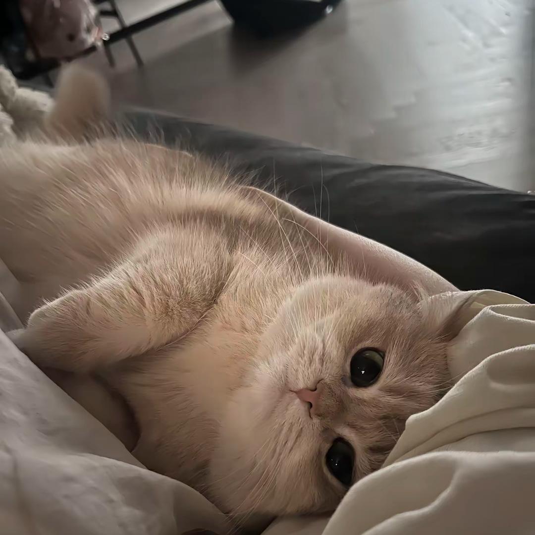 俺是睡觉大王尼💤