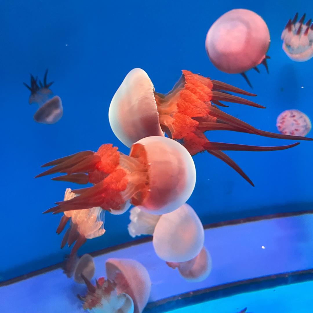 中海红木 你凯哥