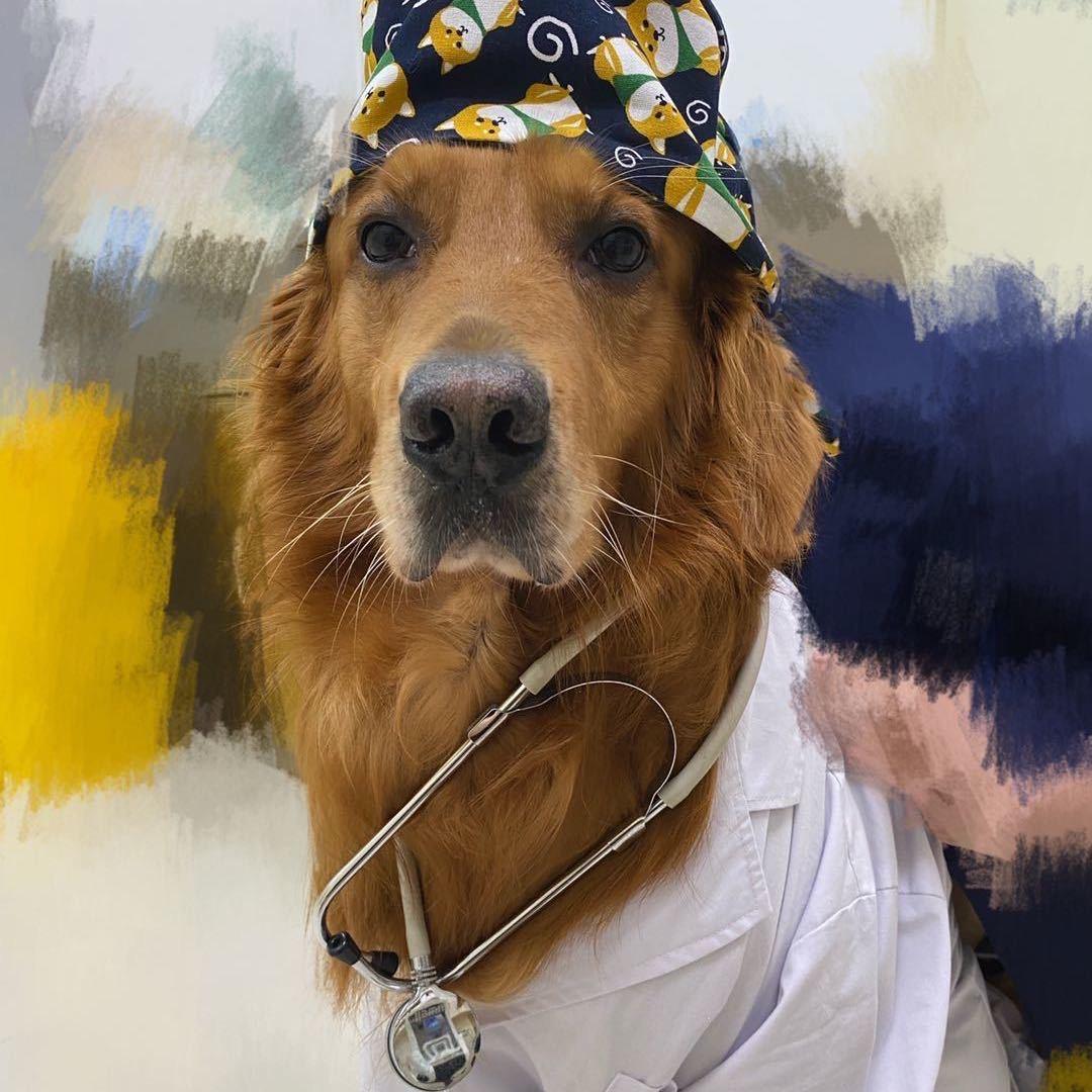 安贝是只大金毛🐶