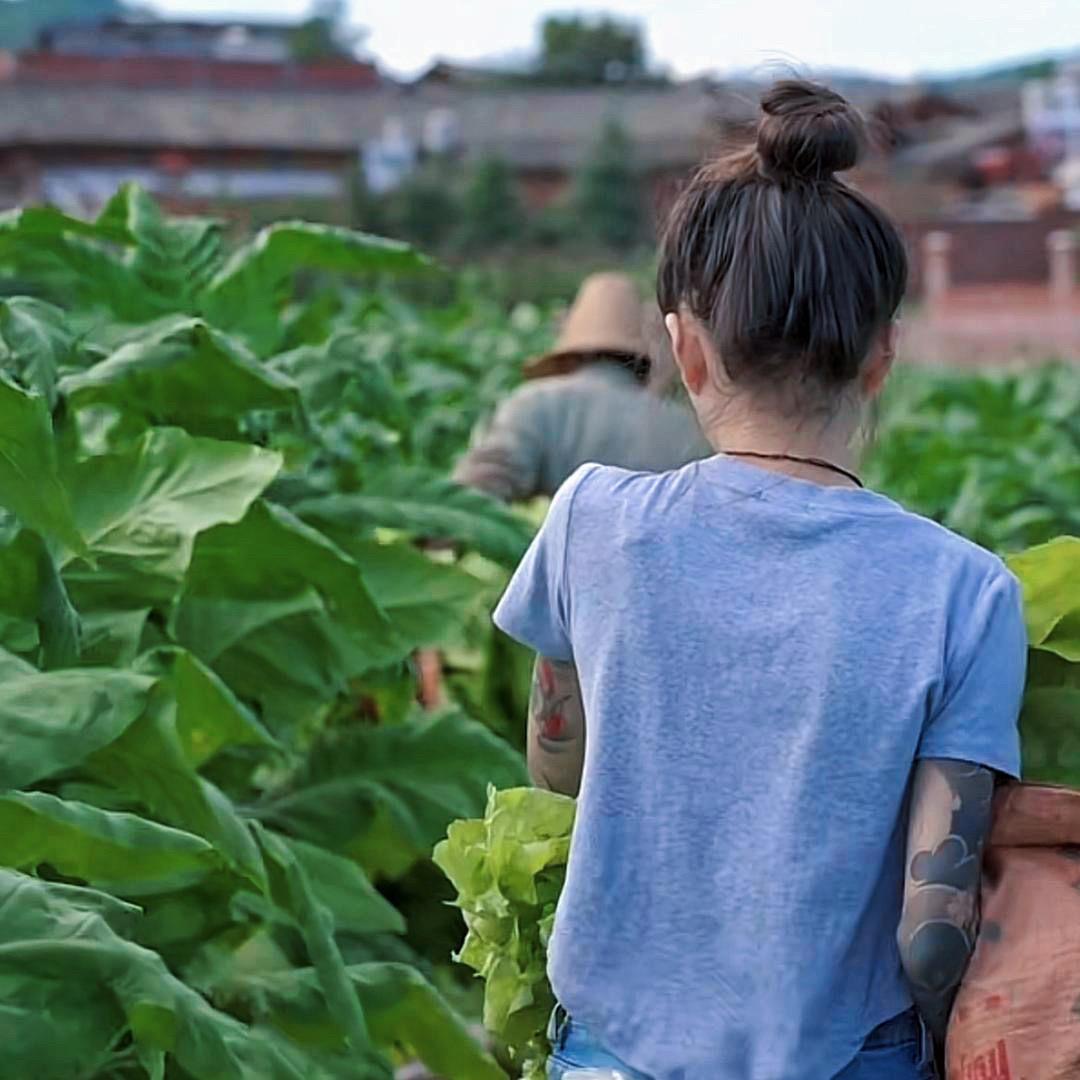 烤烟管理小刘🍂