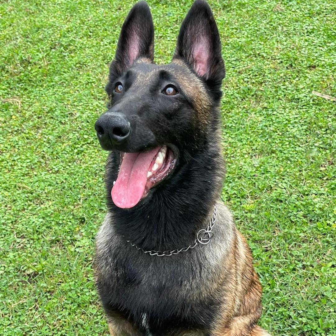马犬八筒