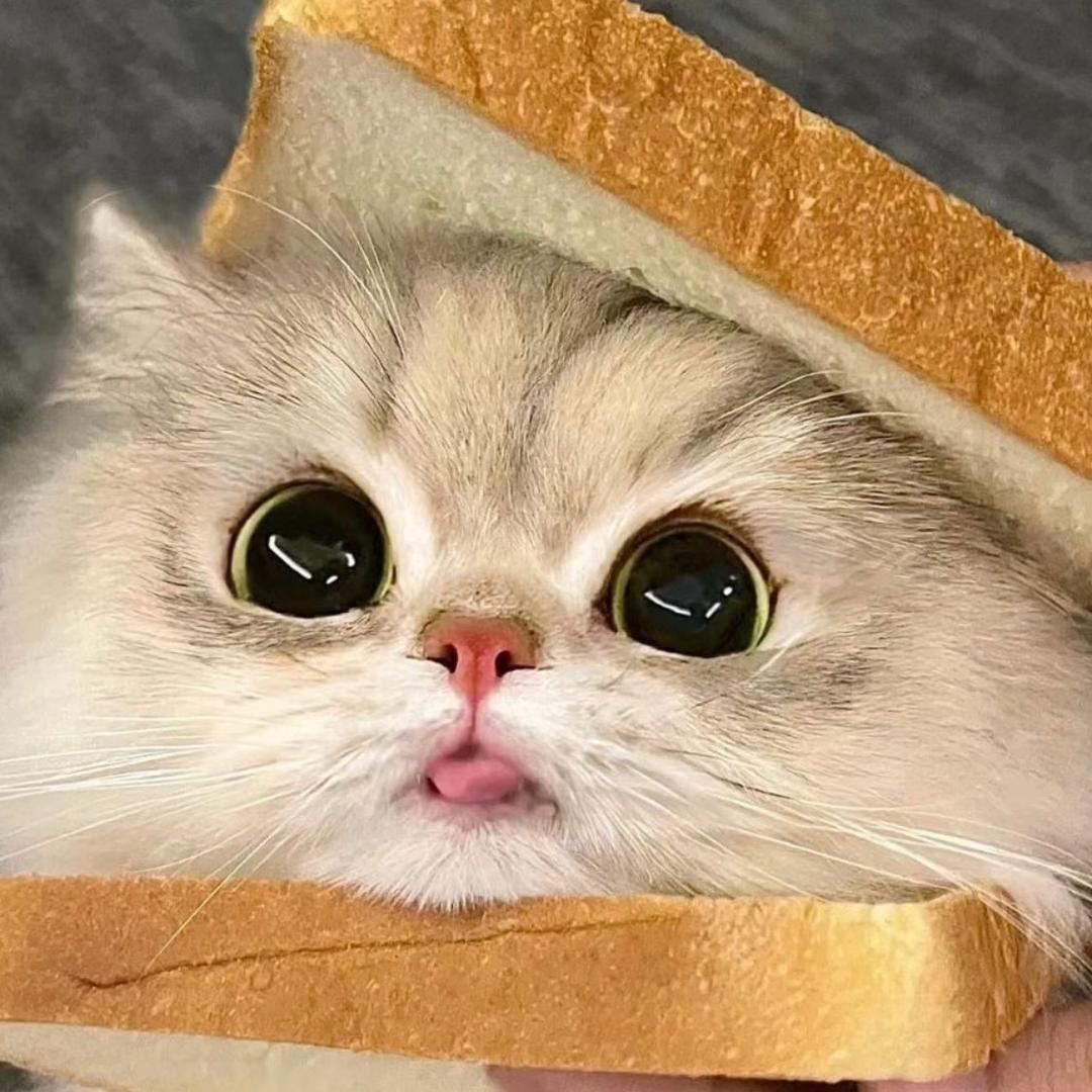 小猫爱吃鱼@抖音