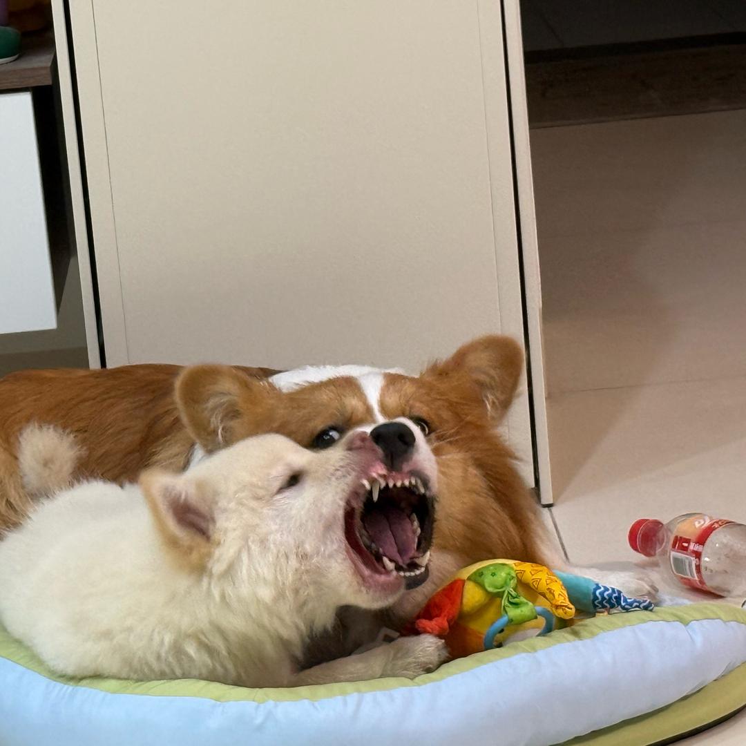王哈哈✨