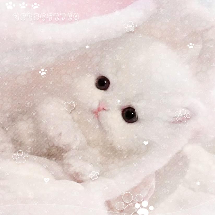 蚊