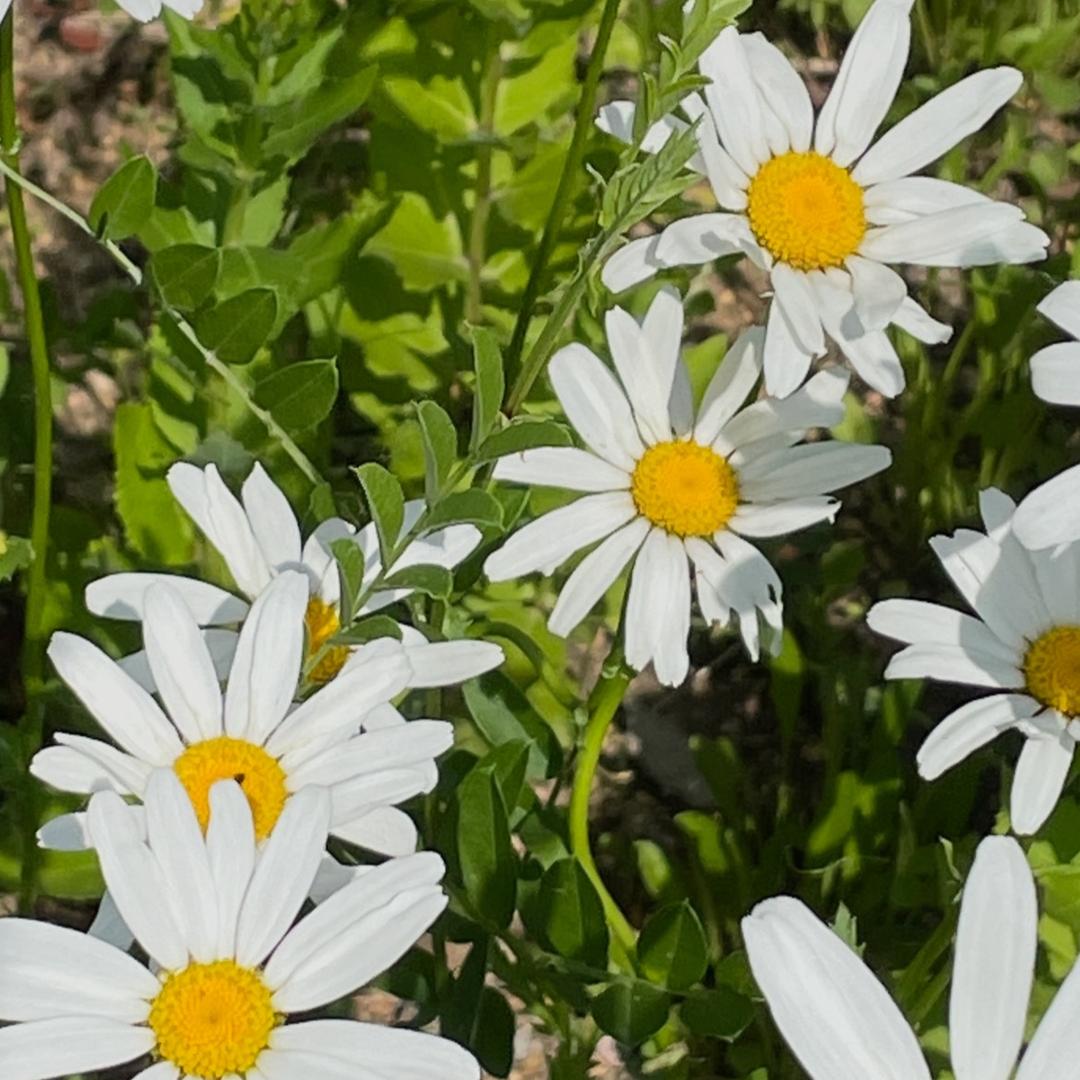 小菊花