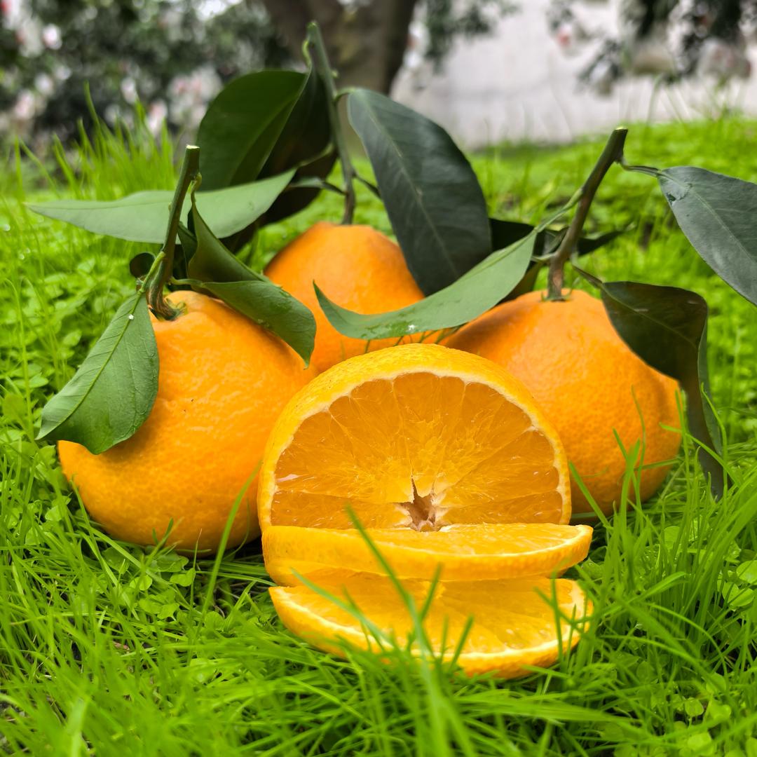 果鲜达水果生鲜