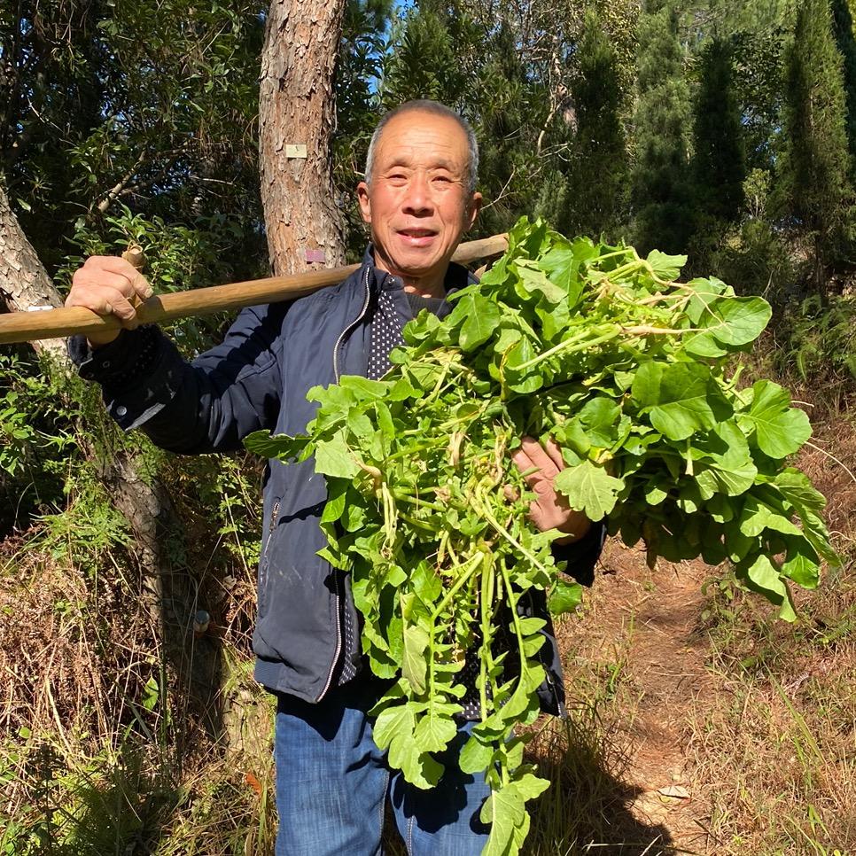 菜农叶老