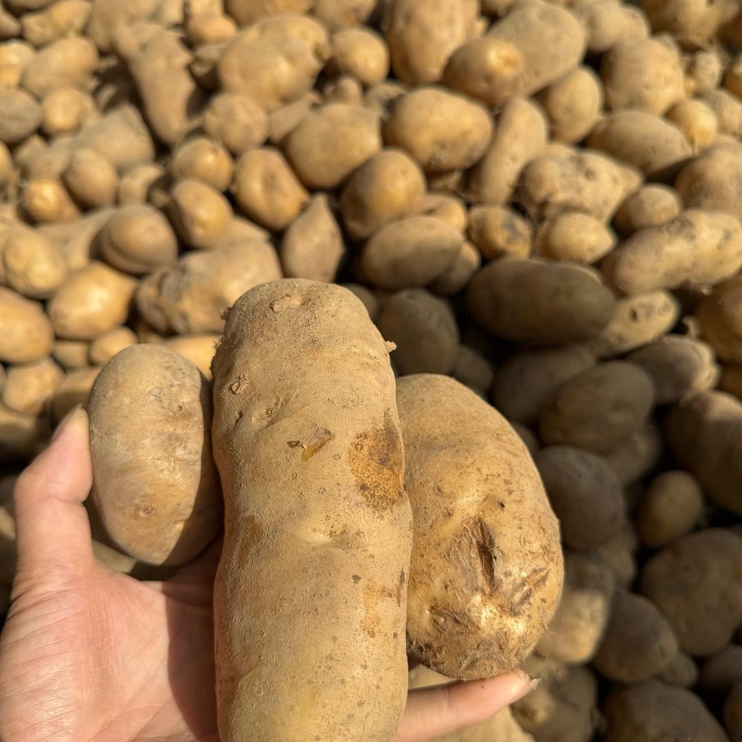 高山洋芋🥔