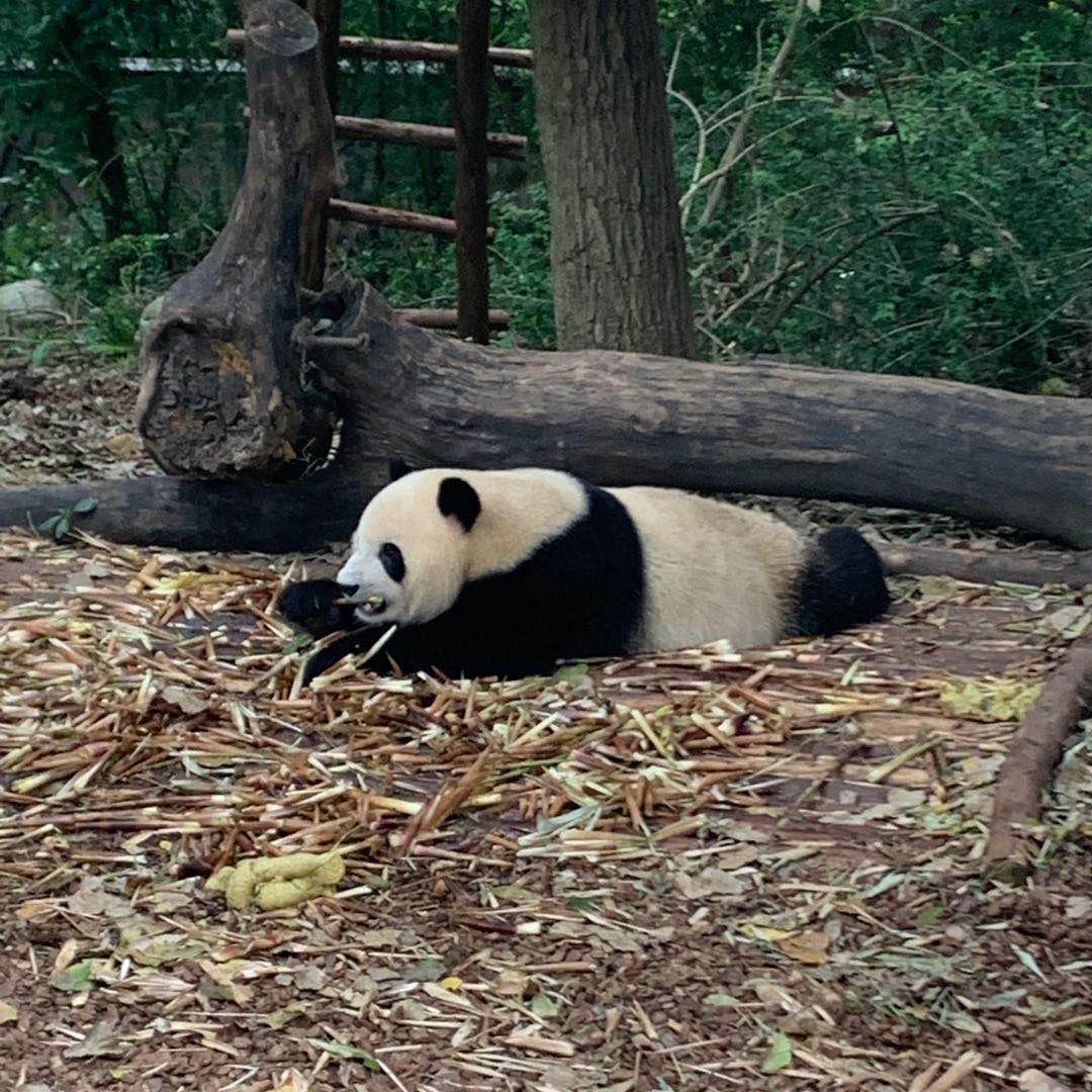 脏脏包