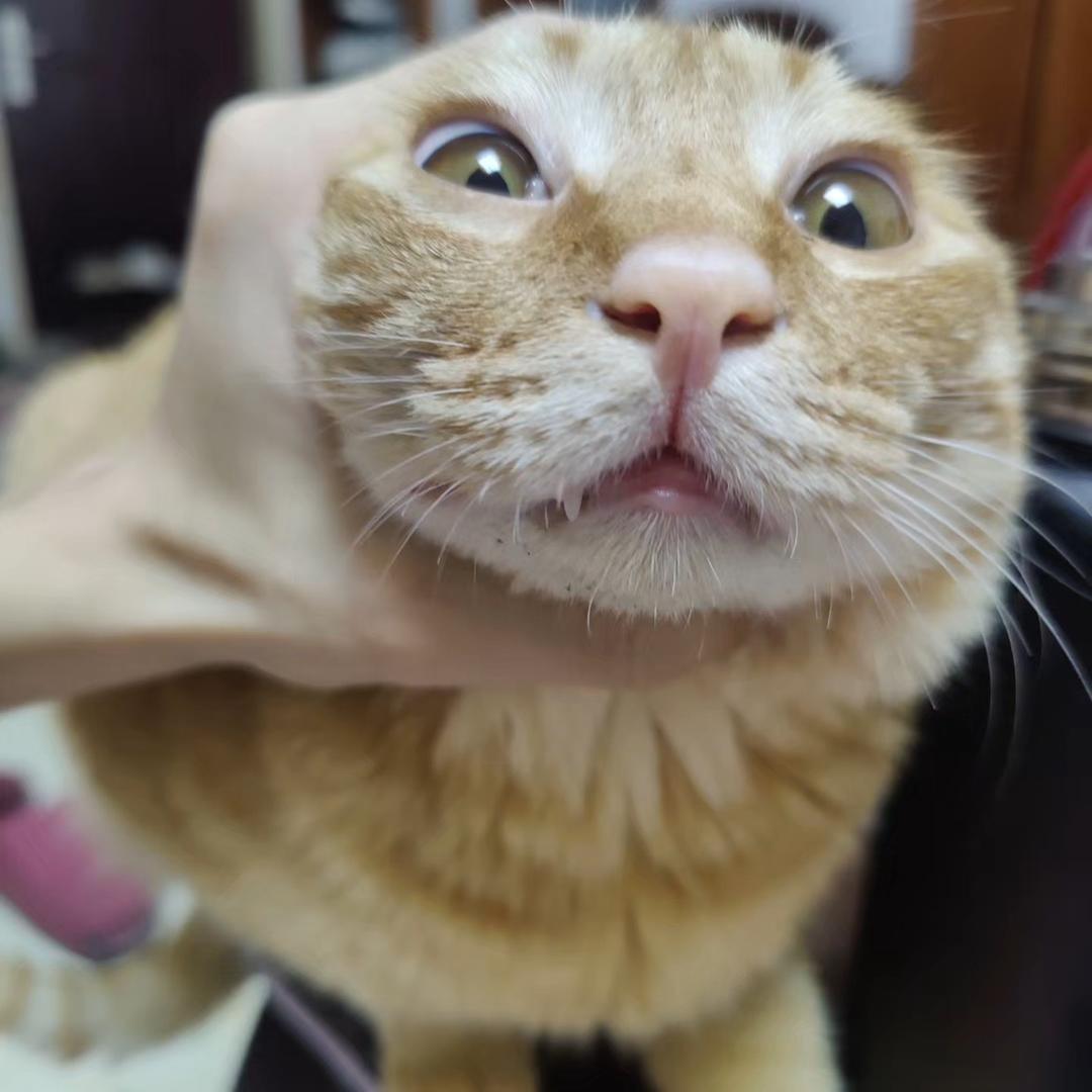 十七不会弹琴