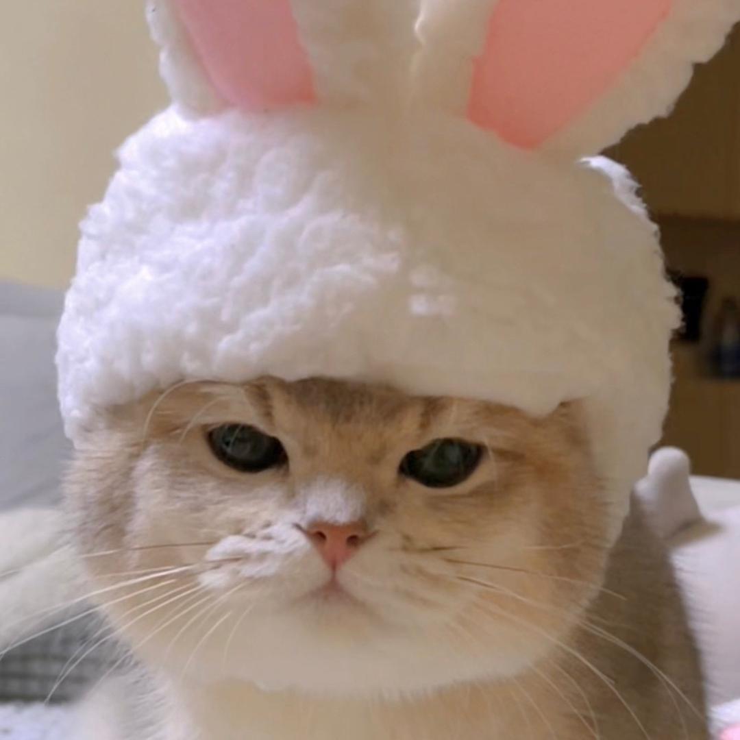 酥皮派和帕尼尼