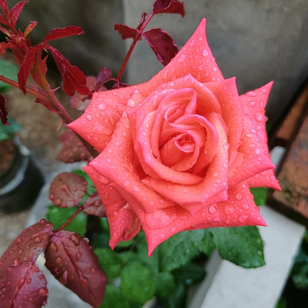 你若流泪，先湿我心……