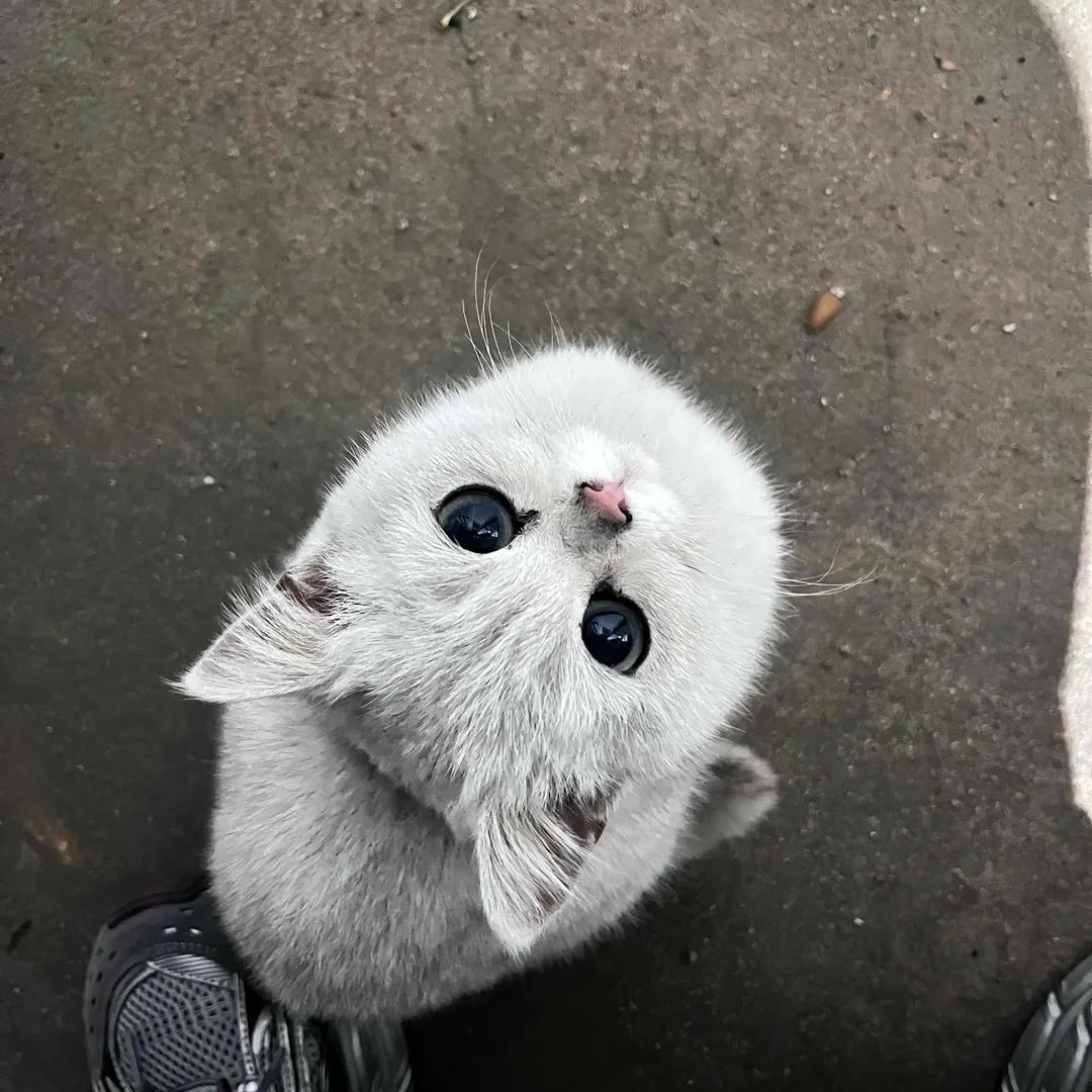 小梨猫猫