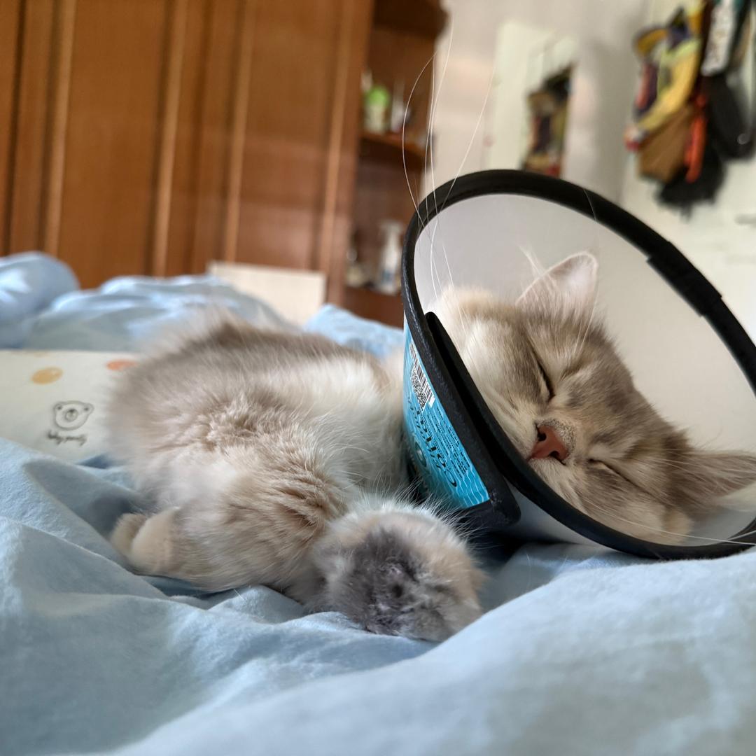 翻车鱼大王